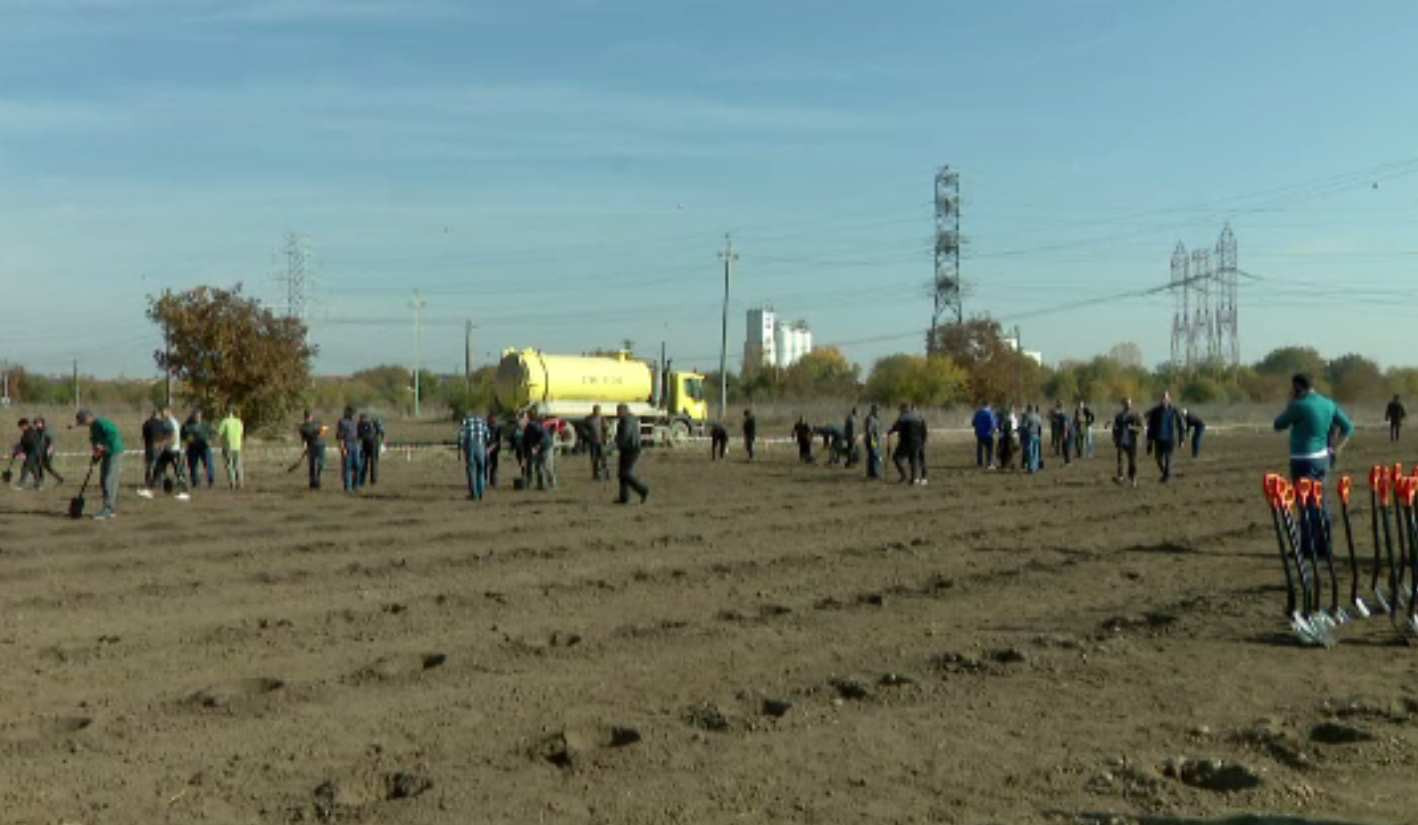 A început plantarea primilor copaci din Centura Verde a Bucureștiului. Ce se va întâmpla luni