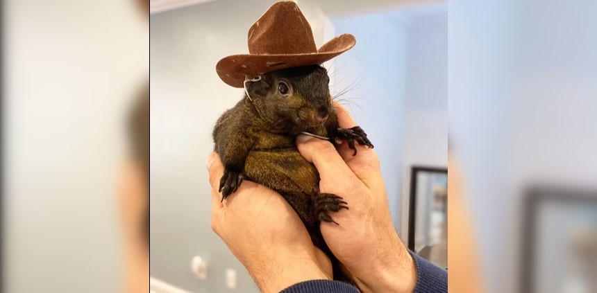 O veveriță vedetă în online a fost confiscată de autorități. Care e motivul. „Un loc special în iad pentru voi”