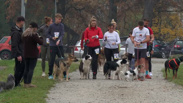 Cursă inedită într-o pădure din Bistrița. Câinii și stăpânii lor au alergat împreună la „November Run 2024”