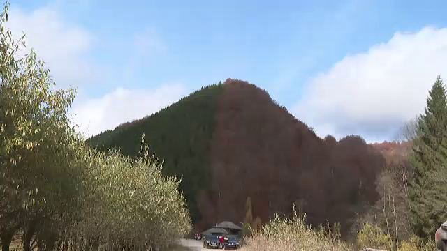 „Pădurea Bicoloră” de pe Valea Jiului, noua atracție turistică pentru români. Cum a ajuns populară