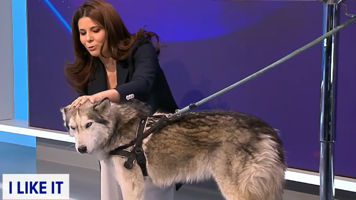 Algoritmul care stabilește cea mai potrivită hrană pentru câini. Ce este Drooler