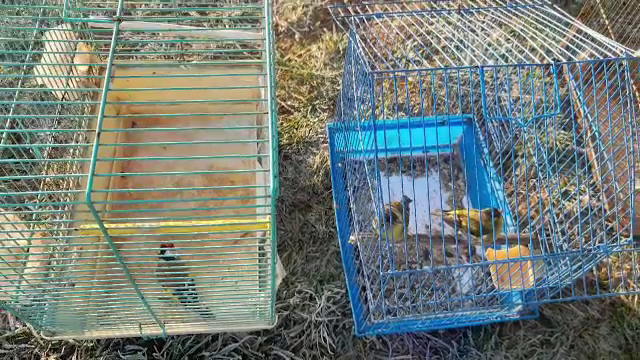 Rețea de braconaj a păsărilor cântătoare la Târgu Mureș. Capturate în colivii, erau vândute cu câteva sute de lei