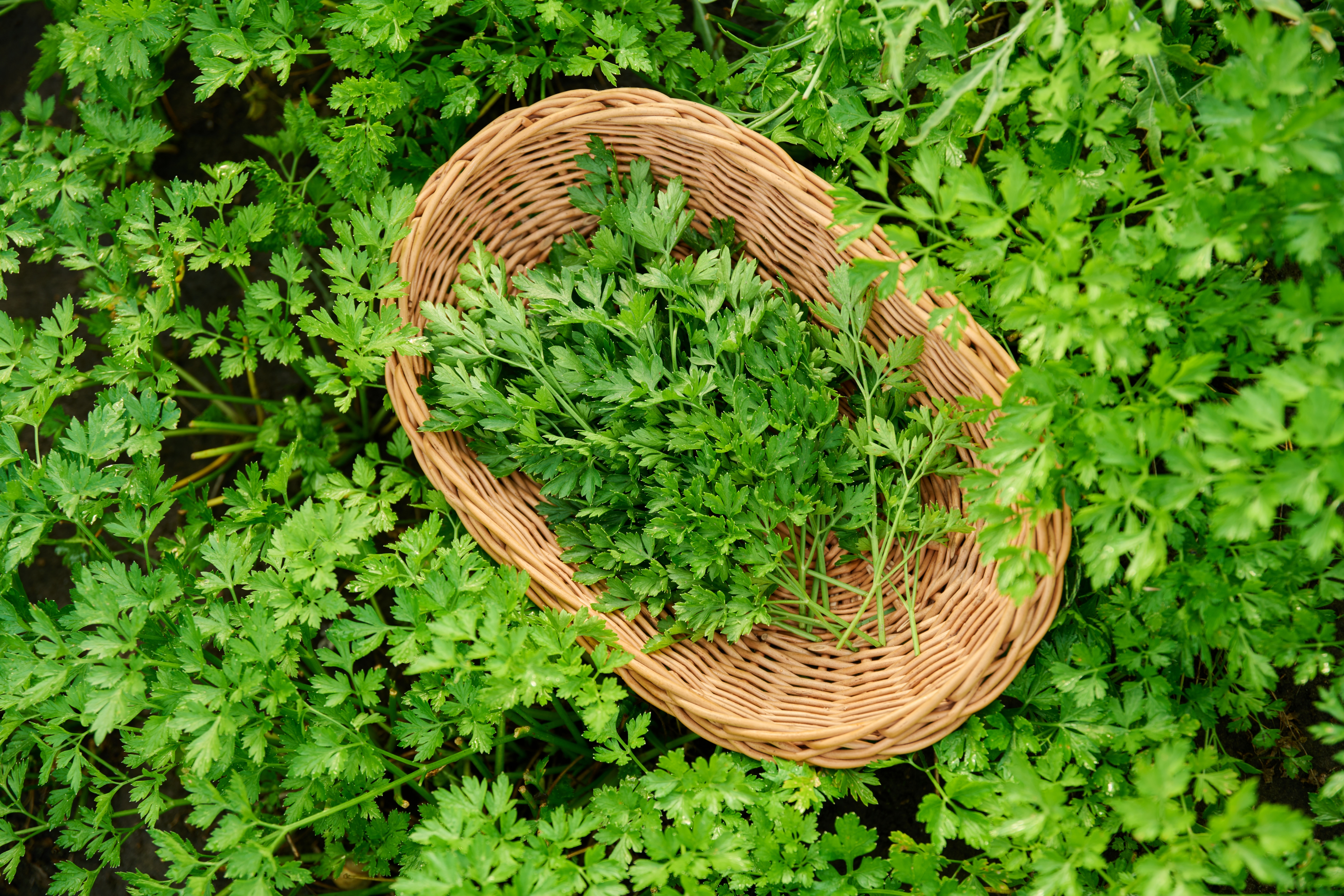 Pătrunjel - beneficii, proprietăți și contraindicații. De ce este bine să mâncăm pătrunjel