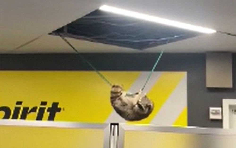 Surpriză pe un aeroport din New York. Animalul sălbatic care a căzut din tavan, în apropierea unei porți de îmbarcare