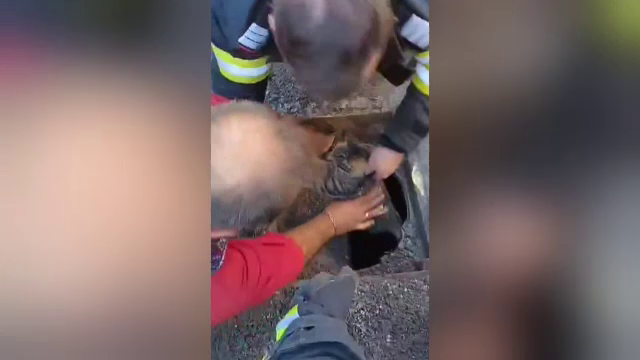 Cum au reușit pompierii din Râmnicu Vâlcea să salveze o pisicuță dintr-un canal care abia fusese asfaltat
