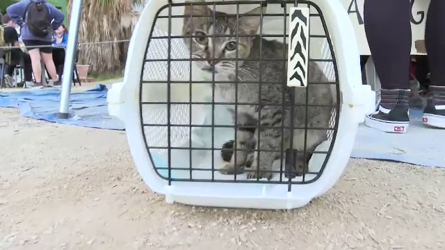 Animaluțele din regiunile devastate de inundații din Spania așteaptă să fie revendicate de stăpâni. „Am salvat în jur de 500”