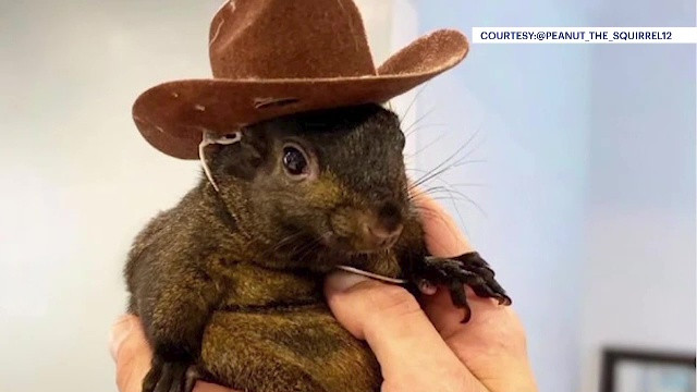 Sfârșitul tragic al veveriței ”Peanut”, eutanasiată de autorități, provoacă valuri de furie în SUA. De ce au ucis animalul