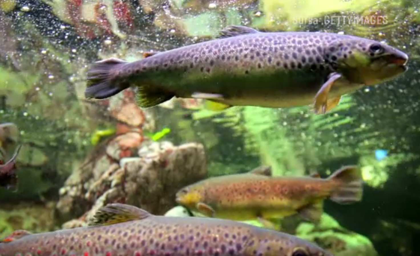 Ce vor cercetătorii români să introducă în Marea Neagră. Ar fi pentru prima dată când se întâmplă așa ceva