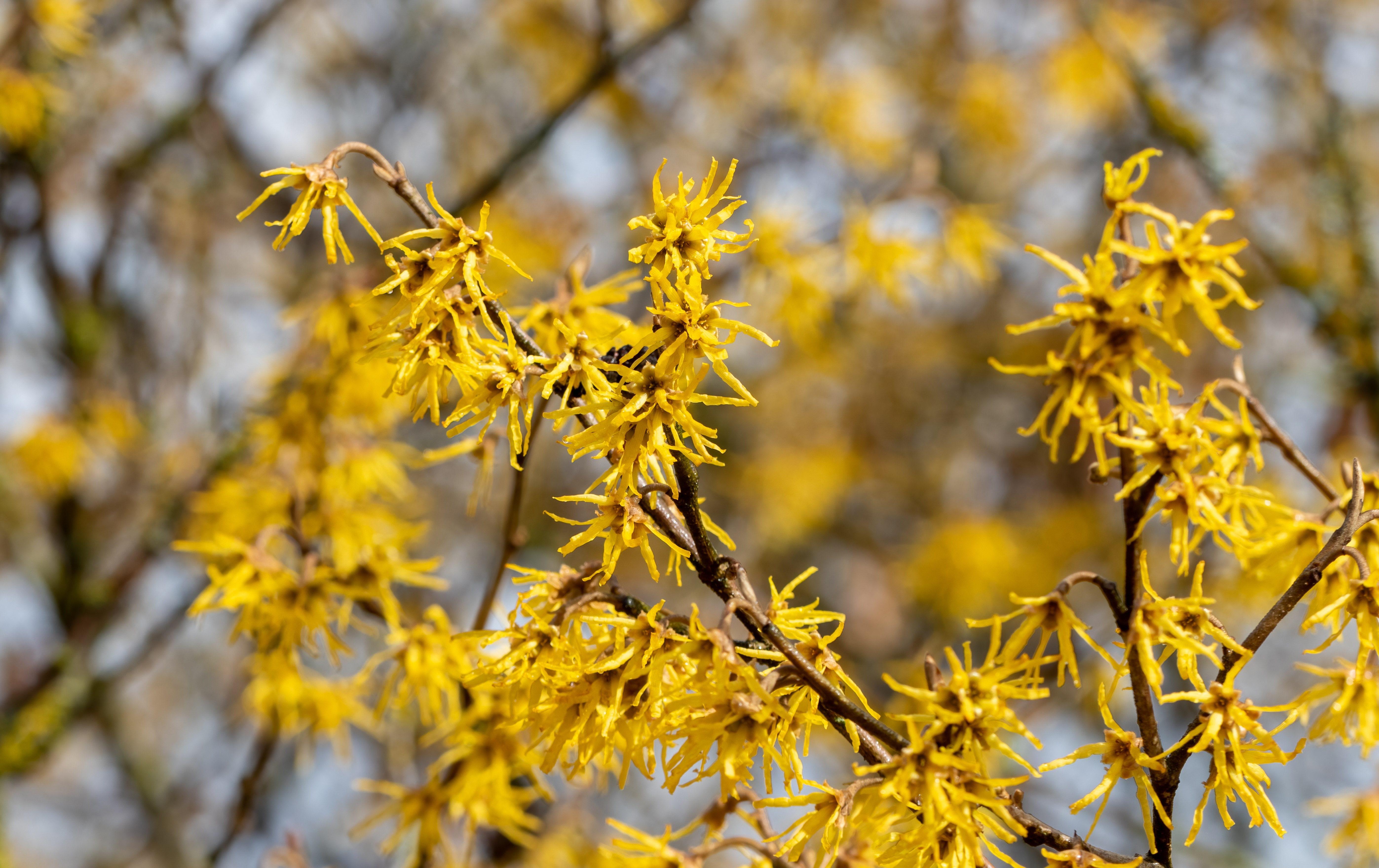 Hamamelis