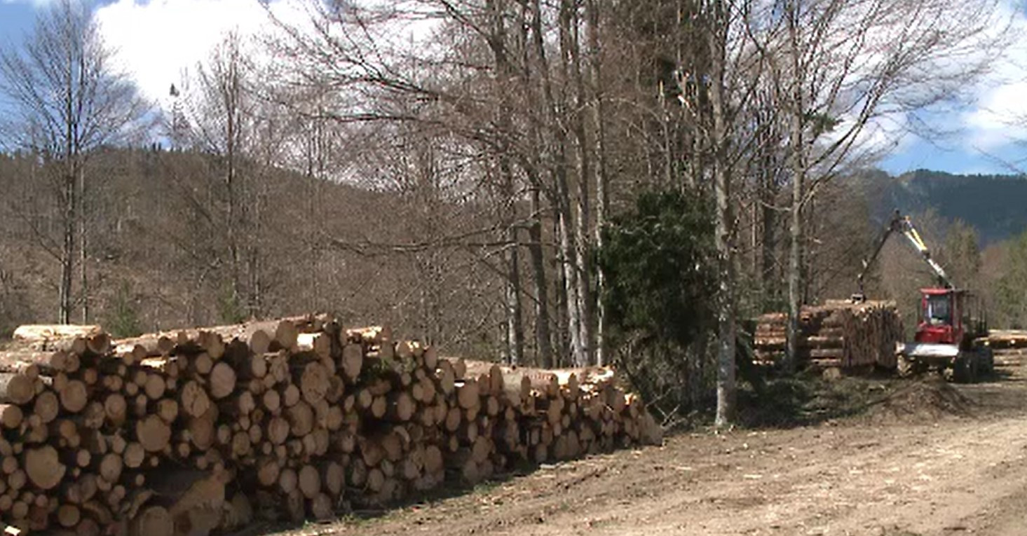 UE impune reguli stricte pentru combaterea defrișărilor ilegale. România, surprinzător, în categoria „fără risc”