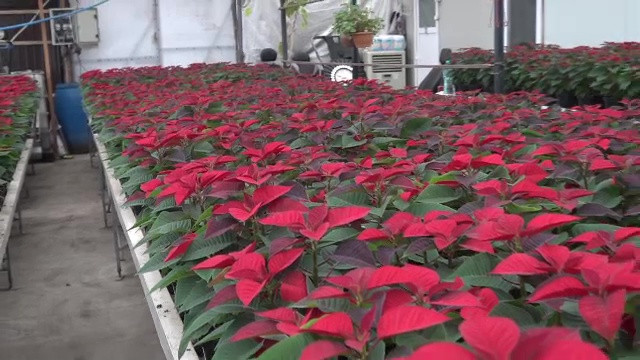 Tot mai mulți agricultori din România renunță la fructe sau legume și încep să cultive flori: ”Ne-am reorientat”