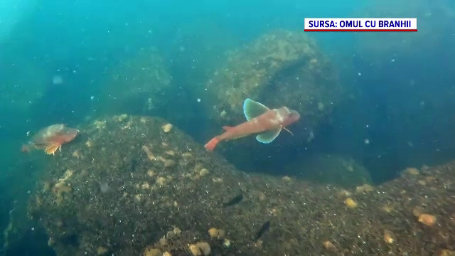 În Marea Neagră apar tot mai multe specii de pești noi, iar altele, dispărute de zeci de ani, se întorc. Care e explicația