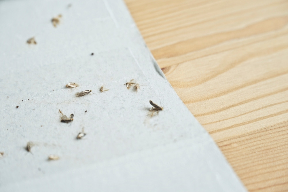 Fiica unui miliardar acuză că locuința ei a fost infestată de molii și dă în judecată proprietarul. Ce despăgubiri cere