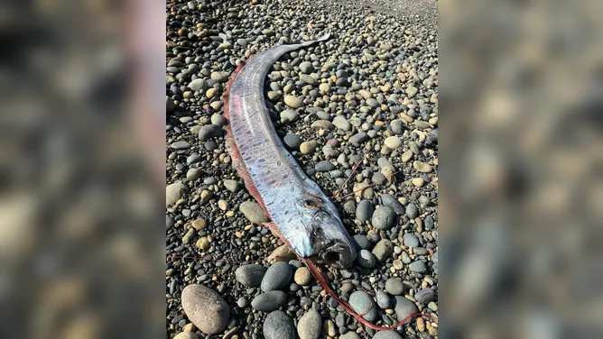 Peștele Apocalipsei