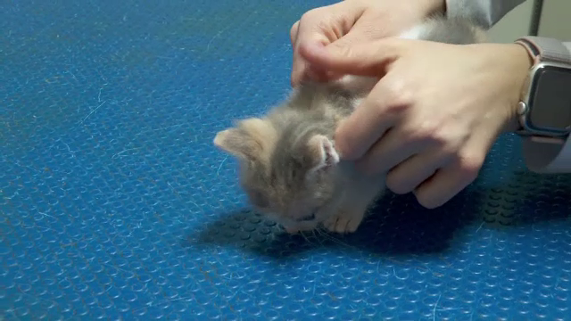 Servicii veterinare gratuite, în Iași. Peste 240 de animale beneficiază de consultații de specialitate