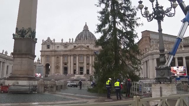 Pregătirile pentru Crăciun sunt în toi la Vatican. A fost instalat un brad înalt de 29 de metri și greu de 5 tone