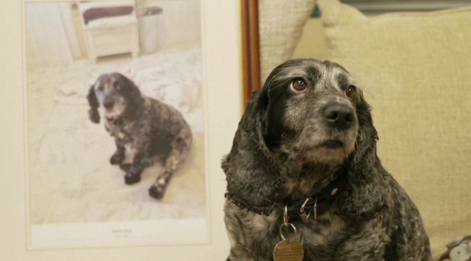 Clonarea câinilor și pisicilor, după ce au murit, devine tot mai cerută de stăpâni. Costurile nu sunt deloc mici