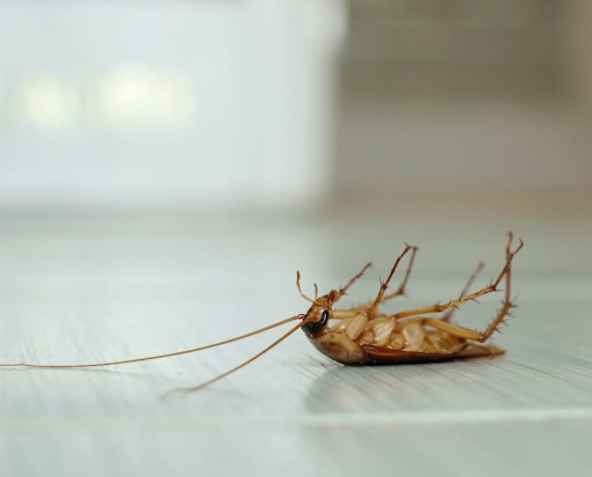 (P) Gândacii de bucătărie nu au nicio șansă: Servicii profesionale de dezinsecție pentru o casă sigură