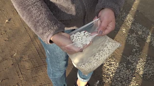 Fasolea cu ciolan e preferata românilor, dar fasole românească nu prea mai e. De unde vine și care este motivul dispariției