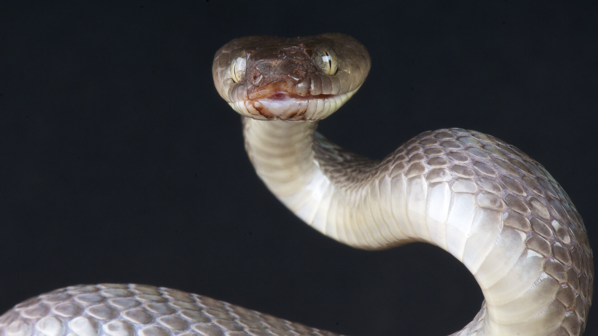 O femeie s-a trezit cu un șarpe veninos mortal care i se urca pe picior în timp ce conducea pe autostradă. Ce a urmat