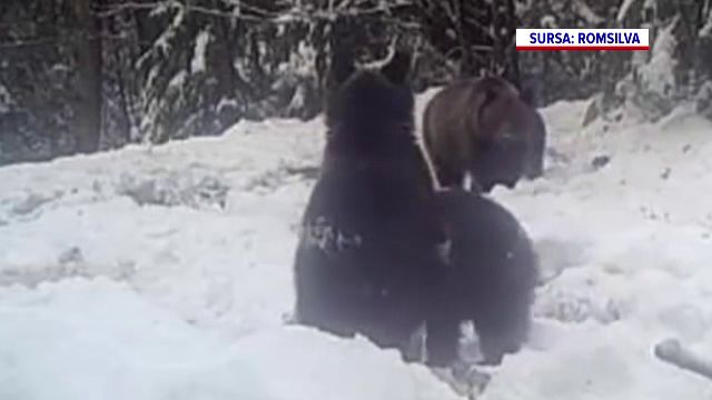 Ce au făcut o ursoaică cu puii ei, într-o pădure din Neamț. Scena a fost filmată