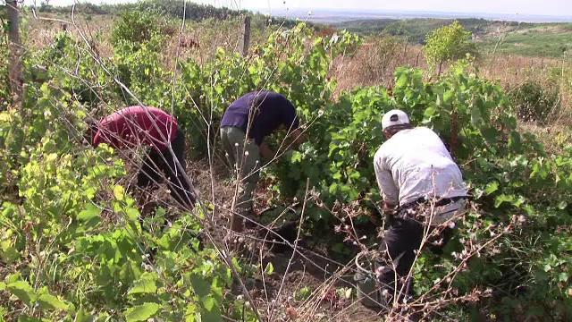 Noua regulă pe care trebuie să o respecte fermierii care primesc subvenții: „Este o măsură drastică”