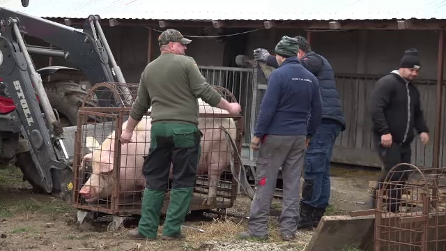 Rasele de porci tot mai căutate de români pentru masa de Crăciun. Prețul cu care se vinde carnea lor la poarta țăranilor