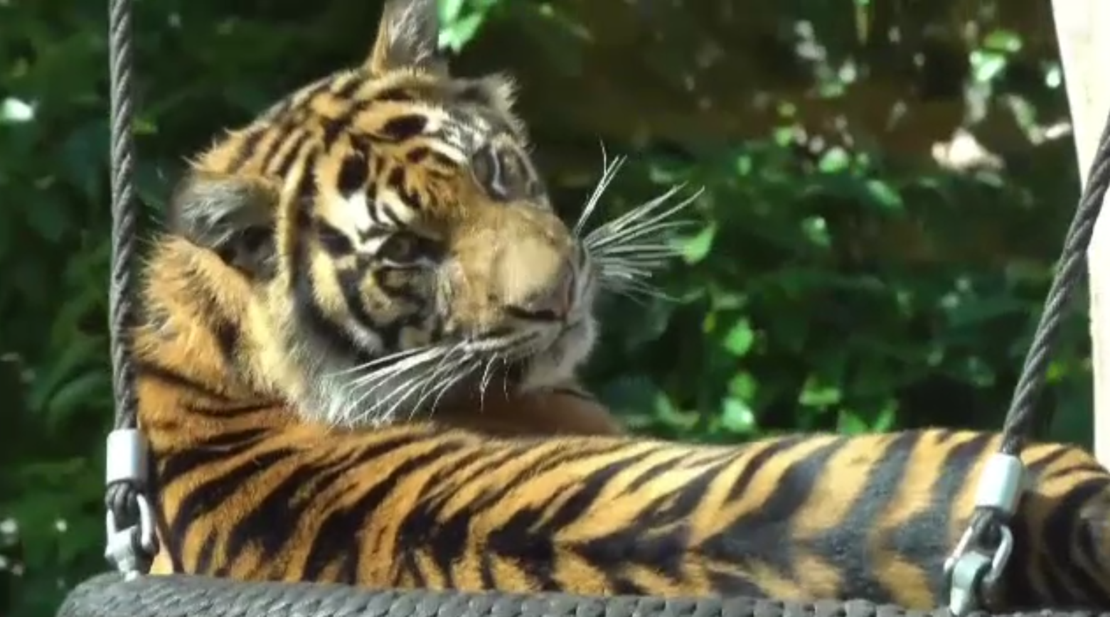 Greșeala fatală făcută de îngrijitorul ucis de tigru la ZOO Pitești. În țarcul în care a intrat erau 3 masculi și 3 femele