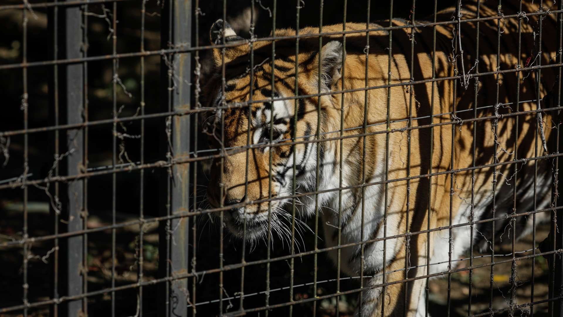 Mărturia înfiorătoare a șefei grădinii zoo unde un angajat a fost ucis de un tigru: „Eram aproape și l-am auzit strigând”