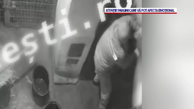 Momentul în care îngrijitorul de la Zoo Pitești a fost ucis de tigru, surprins de o cameră de supraveghere. VIDEO