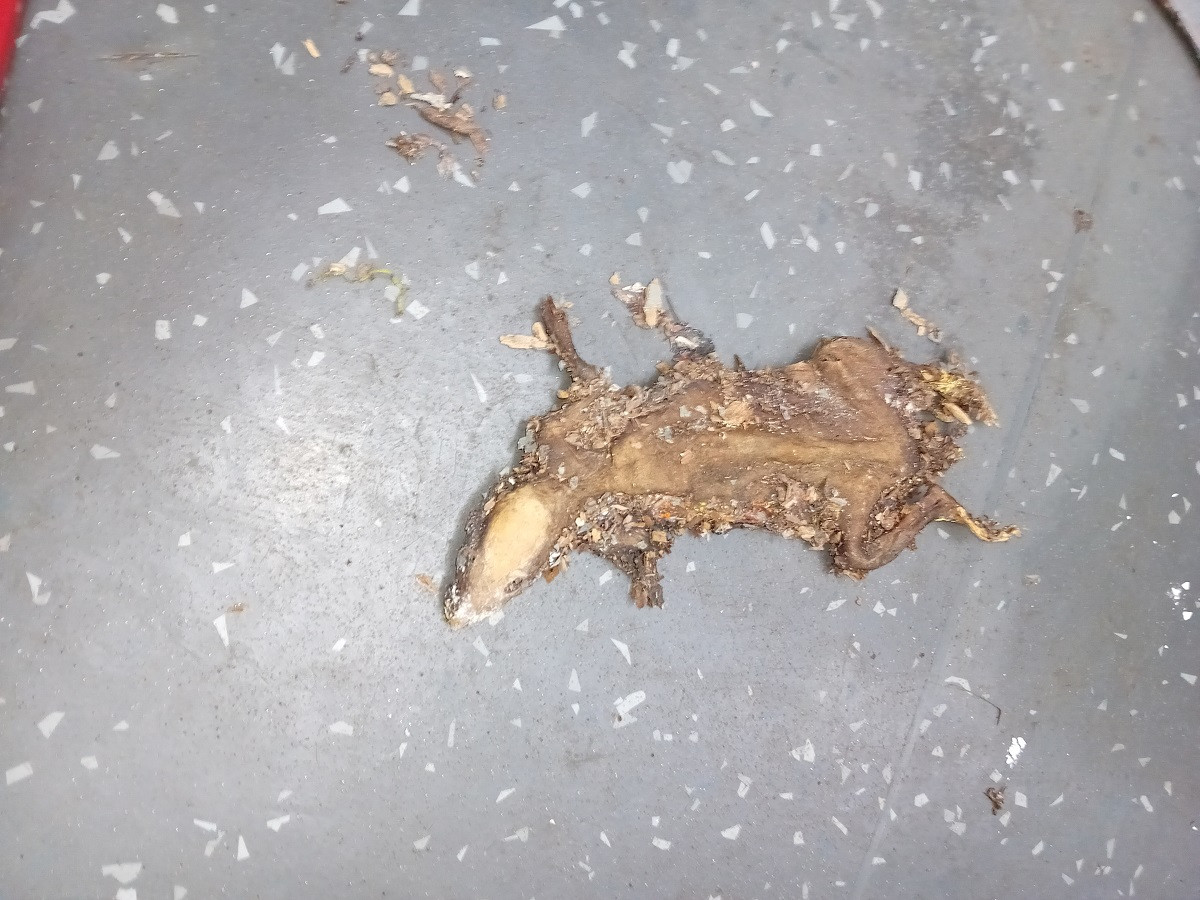 Sobolanul prăjit descoperit la fast-food