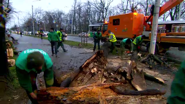 Un copac s-a prăbuşit peste un autoturism şi peste un tramvai, în Iași. „Am auzit un zgomot puternic”