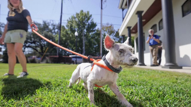 Un câine îi ține în priză pe localnicii unui oraș din SUA. Este căutat de câteva luni după ce a fugit de acasă