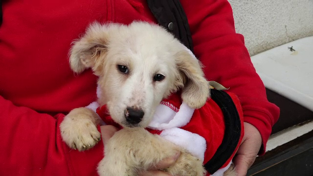 Sute de câini de la Adăpostul Public din Baia Mare îl așteaptă pe Moș Crăciun. E nevoie și de voluntari care să-i hrănească