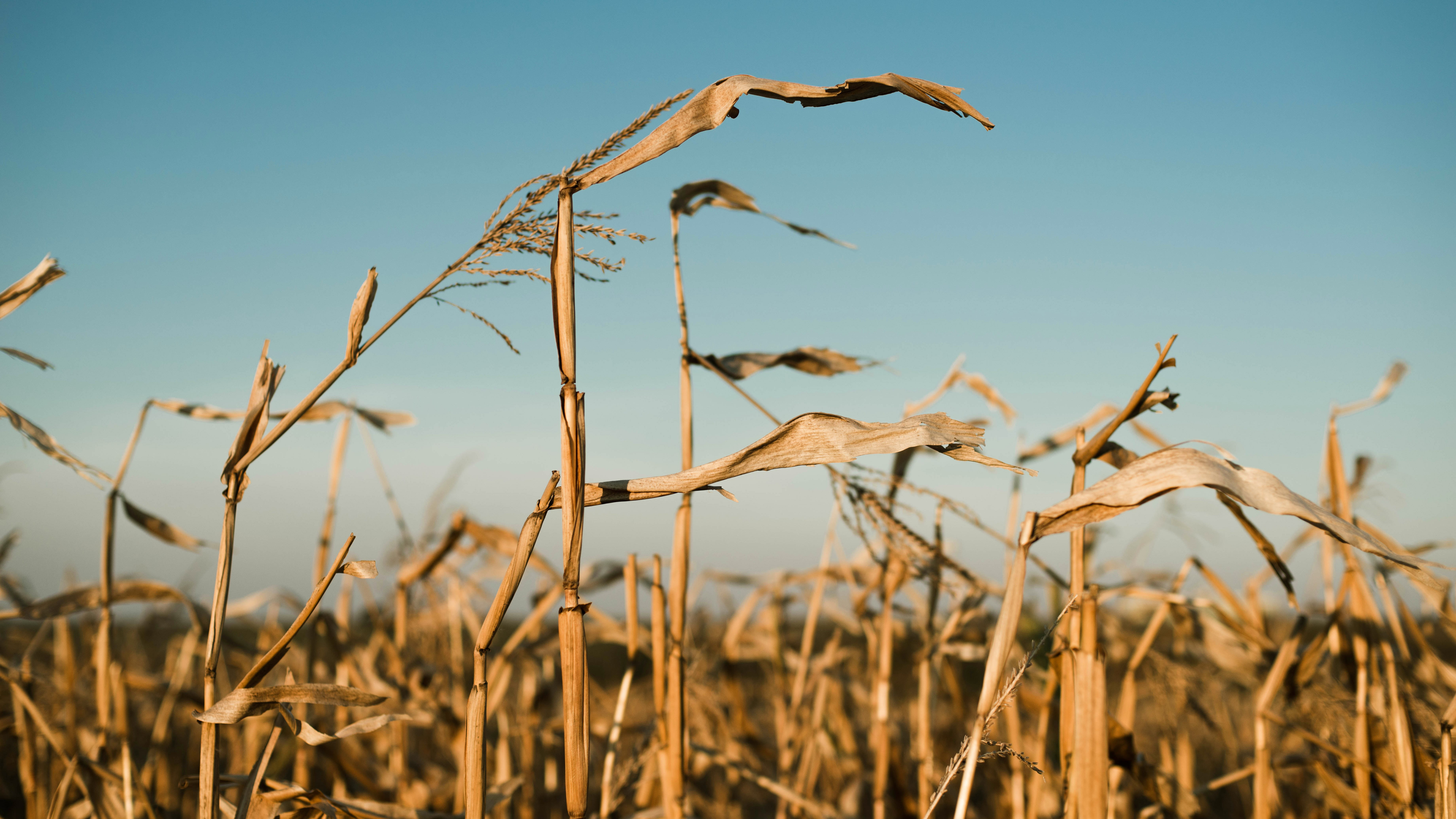 Gură de oxigen pentru fermierii români. Vor putea afla cu luni înainte când va ploua mai mult și când să facă lucrări