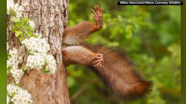 O veveriță a câștigat Comedy Wildlife Photography Awards. Animalele amuzante care au intrat în finala concursului