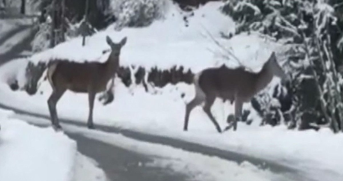 Imagini desprinse din povești în Vatra Dornei. Momentul în care opt căprioare traversează o stradă, surprins de un șofer