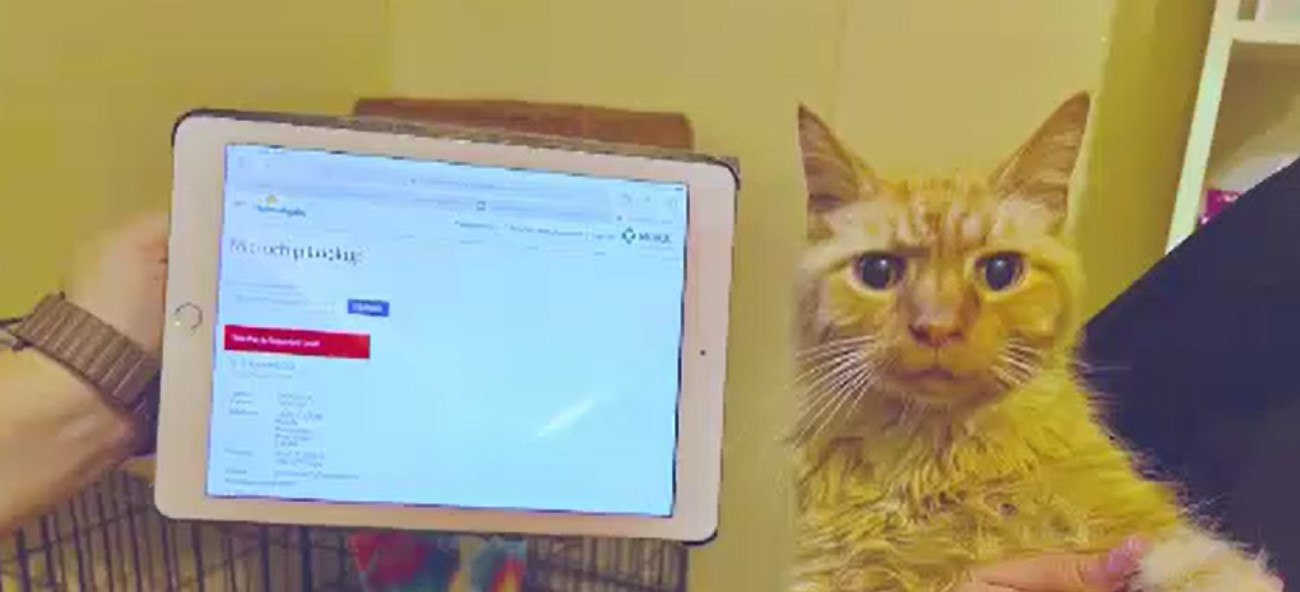 Miracol în prag de Sărbători. Un motan călător a fost găsit după mai bine de 11 ani. Locul în care a fost descoperit