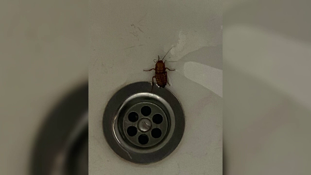 Condiții mizere la Spitalul de Copii din Cluj. Mamele cu bebeluși bolnavi, alungate de gândaci și lucrările de renovare