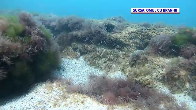 Ce a apărut în Marea Neagră după ce biologii au plantat iarbă în adâncuri. „O specie cu ciclu de viață lung”