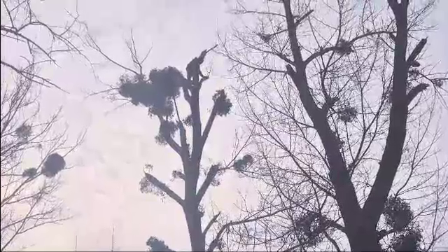 Un bărbat care voia un sărut sub vâsc a rămas blocat în vârful unui plop înalt. Ce s-a întâmplat când au ajuns pompierii