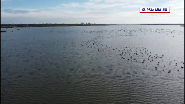 Schimbările climatice modifică migrația păsărilor. Tot mai multe rămân în România la venirea iernii