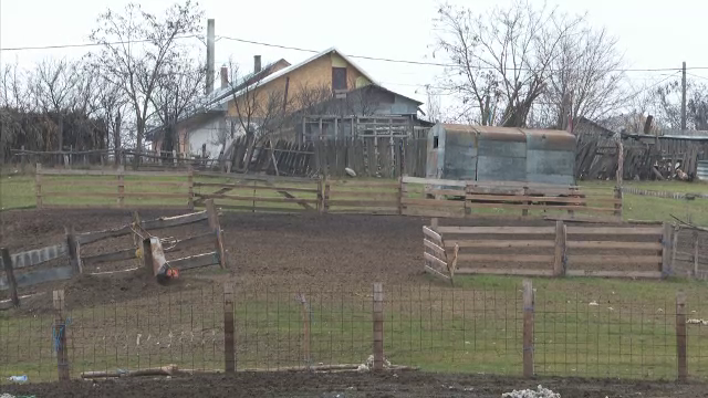 O familie din Iași a fost jefuită pentru al doilea an la rând. 140 de oi au fost furate în timpul nopții