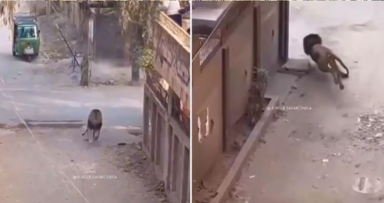 Un leu care a scăpat dintr-o cușcă și a rănit trei oameni a fost împușcat mortal, în Pakistan. VIDEO