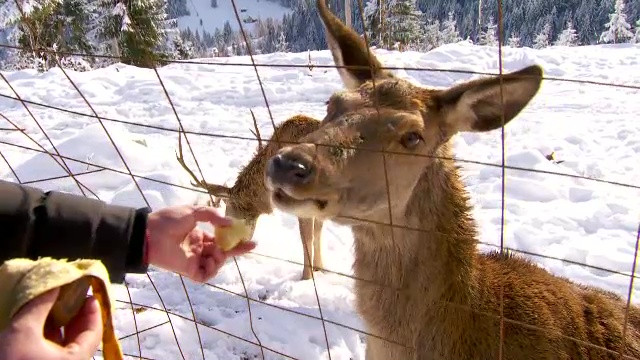 O crescătorie de cerbi, principala atracţie a turiştilor care au decis să facă Crăciunul în Bucovina. „E foarte plăcut”