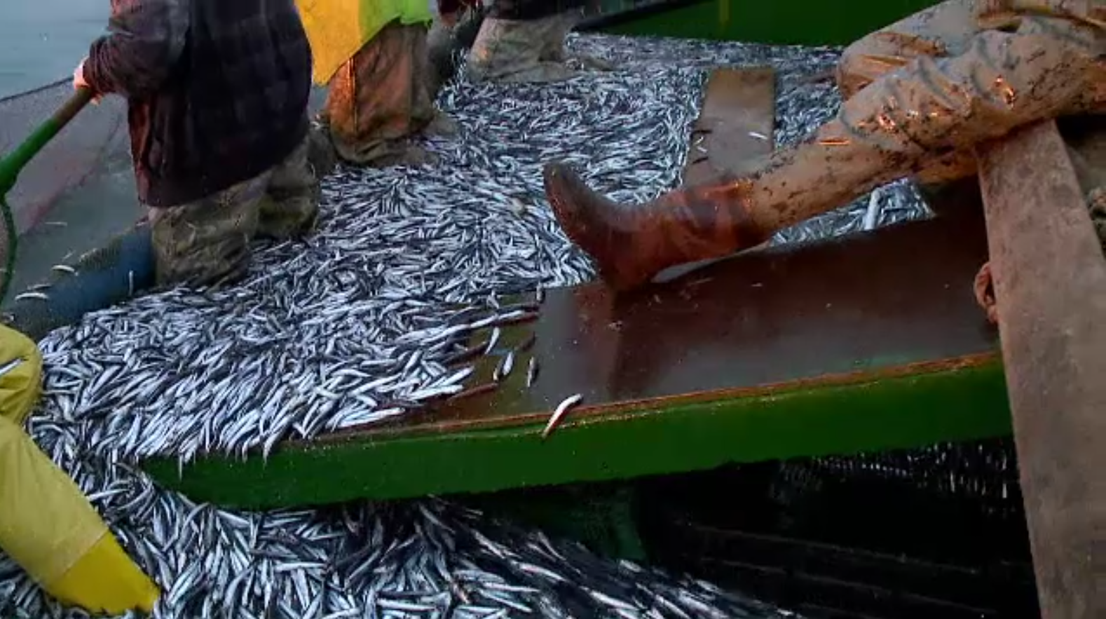 Pescarii se bucură încă de capturi însemnate la malul mării, chiar dacă este sfârșit de decembrie