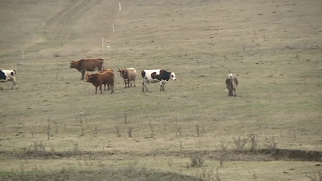 Bărbat din Dolj, ucis de taurul pe care îl scosese la păscut. Animalul ar fi atacat-o și pe mama sa