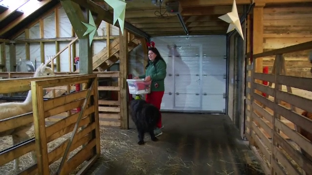 Cum a devenit o fermă o atracție turistică. Animalul inedit care atrage zeci de vizitatori în fiecare zi