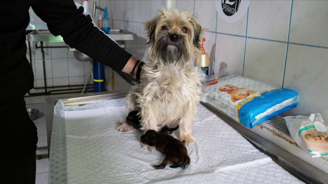 Numărul câinilor vânduţi ilegal pe internet a scăzut. Ce trebuie să facă acum toți cei care vor să vândă câini online