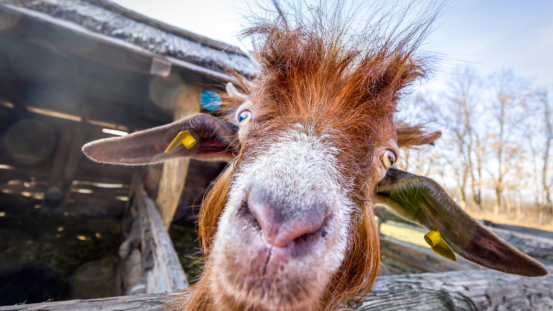 Adolescentă arestată după ce a otrăvit capra unei colege pe care o bănuia că trișează. ”N-o suport!”